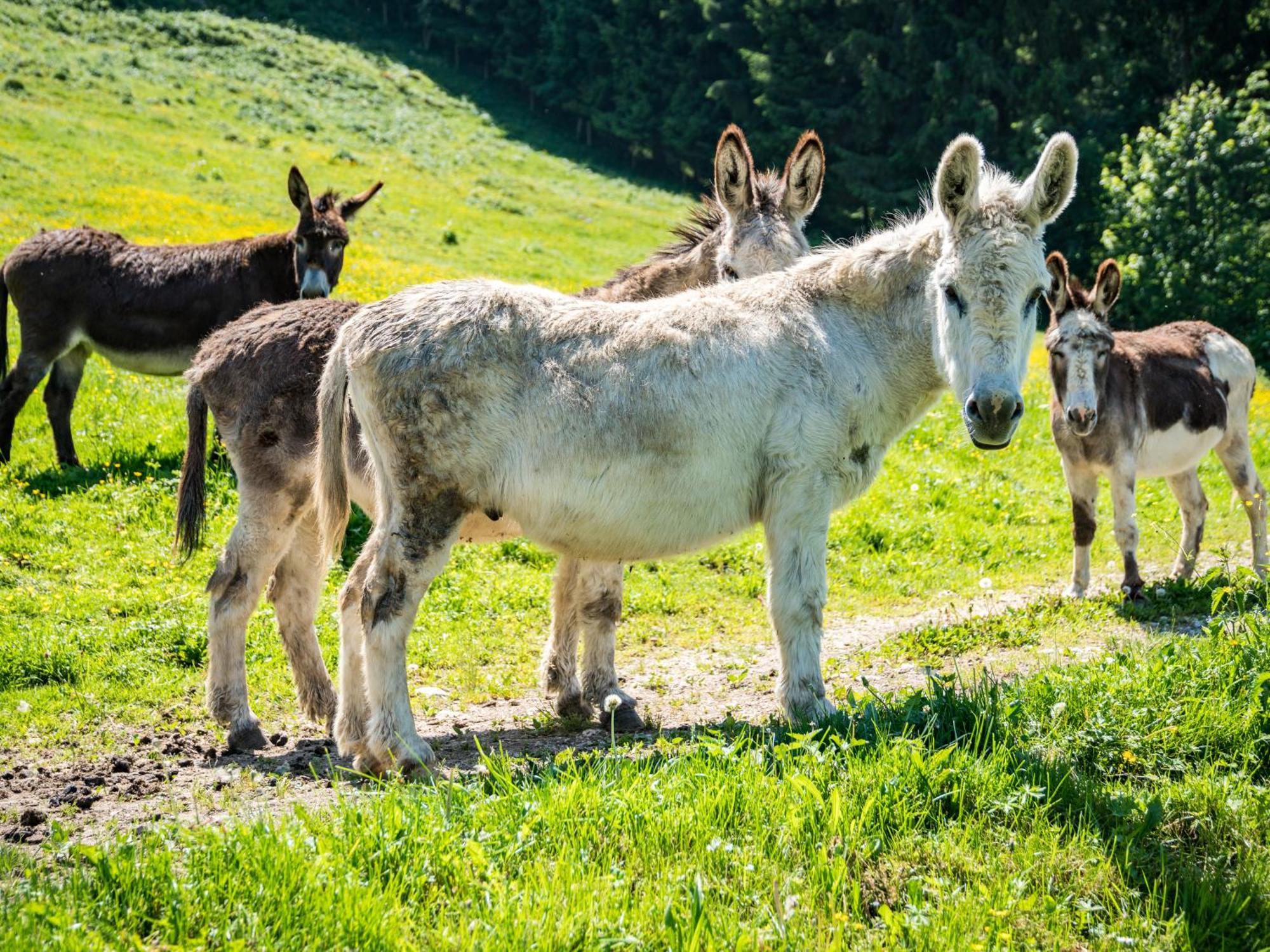 Berggasthof Hotel Duftbraeu I Ruhige Alleinlage I Mitten Im Gruenen ซาแมร์แบร์ก ภายนอก รูปภาพ